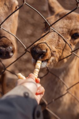 Hayvanat bahçesindeki geyikleri beslemek