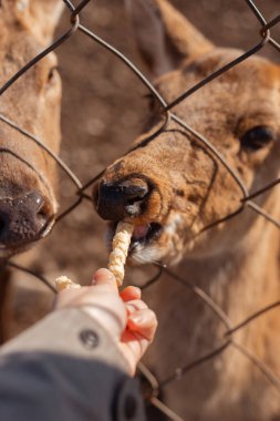 Hayvanat bahçesindeki geyikleri beslemek
