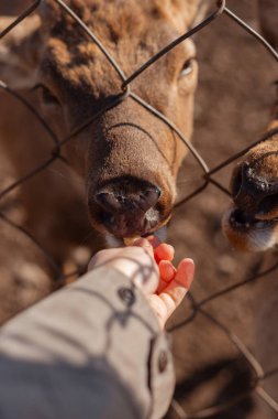 Hayvanat bahçesindeki geyikleri beslemek