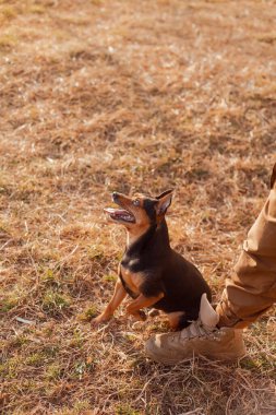 Oyuncu pinscher bir komut bekliyor