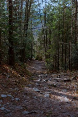 Orman yağmurdan sonra dağlarda