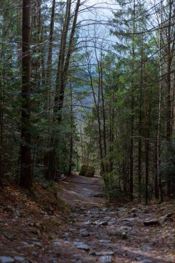 Orman yağmurdan sonra dağlarda