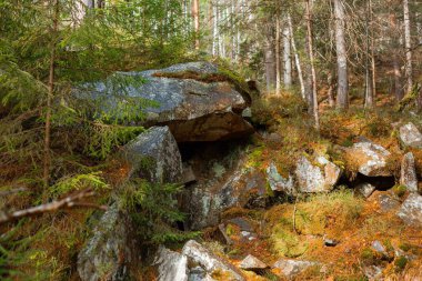 Orman yağmurdan sonra dağlarda