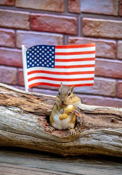 Szczęśliwa Północnoamerykańska Wiewiórka Przytula Dużego Orzeszka Przed Domem Amerykańską Flagą — Zdjęcie stockowe