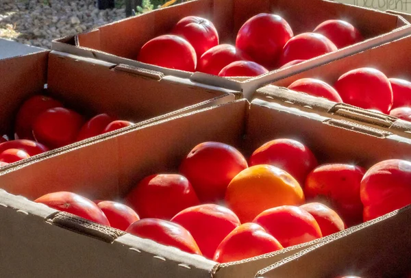 在下午的阳光下 一盒成熟的罐头西红柿在农贸市场上闪闪发光 — 图库照片
