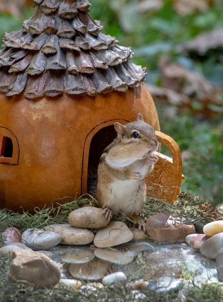 Uma Cabaça Mágica Poderia Ser Uma Nova Casa Para Esquilo — Fotografia de Stock