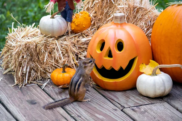 Tint Chipmunk Onderzoekt Een Grijnzende Jack Lantaarn Deze Humoristische Halloween — Stockfoto