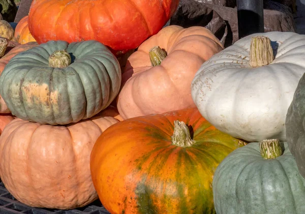 Large Pile Pumpkins Lets You Choose Gourd Many Different Shapes — Stock Photo, Image