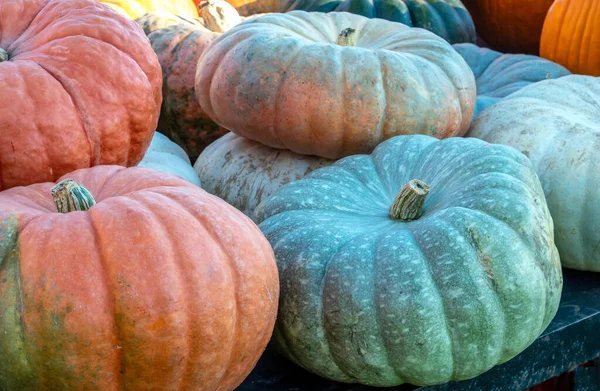 大規模なエキゾチックな形状のカボチャは ハロウィーンや秋の装飾のための時間だけで 米国ミシガン州の農場市場で販売されています — ストック写真