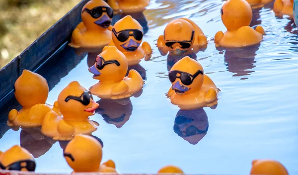 Patos Amarelos Brilhantes Com Óculos Sol Nadar Uma Pequena Lagoa — Fotografia de Stock