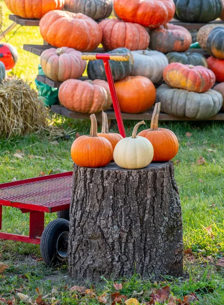 Leuke Herfst Weergave Van Kleurrijke Pompoenen Vele Vormen Kleuren Maten — Stockfoto