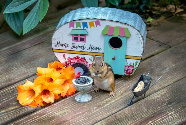 Happy chipmunk with camper home has a bird bath full of seeds and a large peanut too in a tiny wheelbarrow