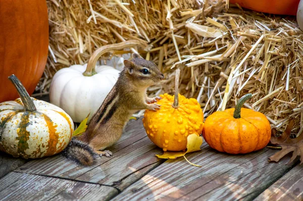 Roztomilý Chipmunk Pózuje Dýněmi Této Zábavné Podzimní Scéně — Stock fotografie