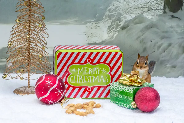 다람쥐 크리스마스 더미에 무더기 — 스톡 사진