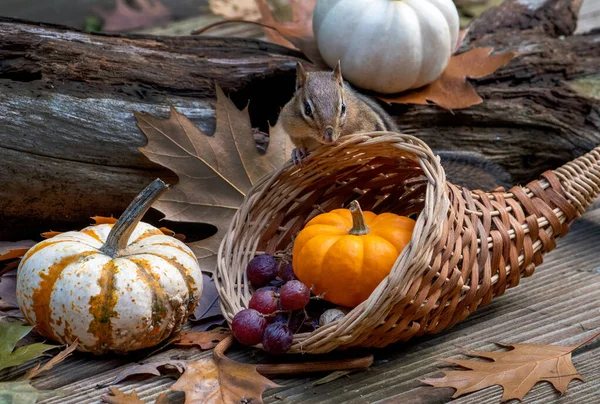 Streifenhörnchen Blickt Diesem Herbst Stillleben Ein Füllhorn Von Lebensmitteln — Stockfoto