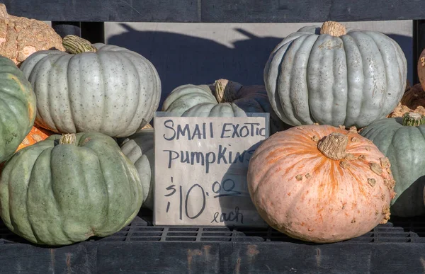 美国密歇根州一个秋季农产品市场上出售的奇异小南瓜 — 图库照片