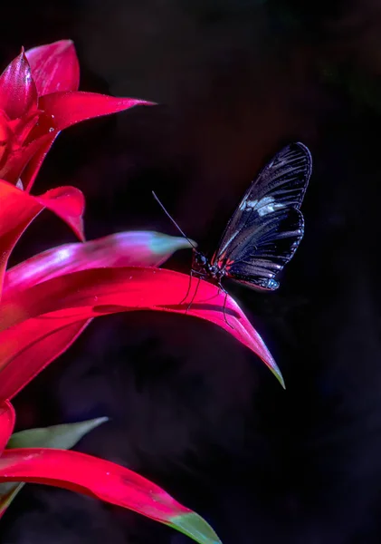 Pequeña Mariposa Cartero Posa Una Hoja Color Rojo Brillante Una — Foto de Stock