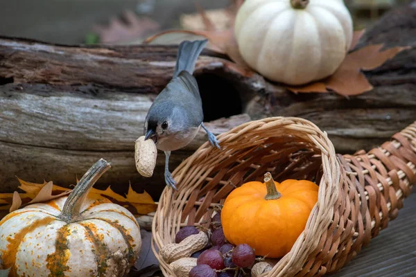 Kleine Meise Schnappte Sich Diesem Niedlichen Herbst Stillleben Eine Erdnuss — Stockfoto