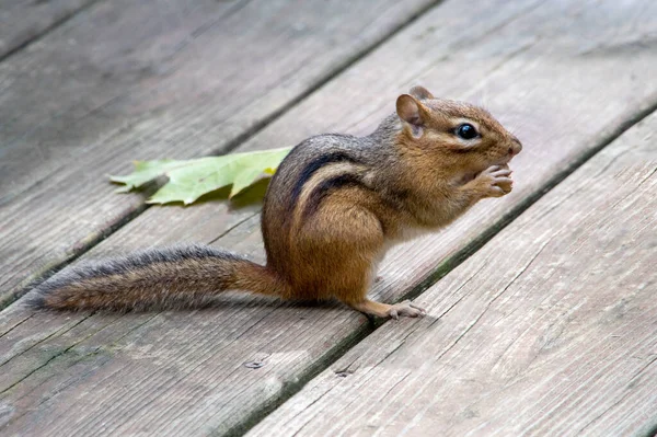 Esquilo Bonito Deck Madeira Olhando Surpreso — Fotografia de Stock