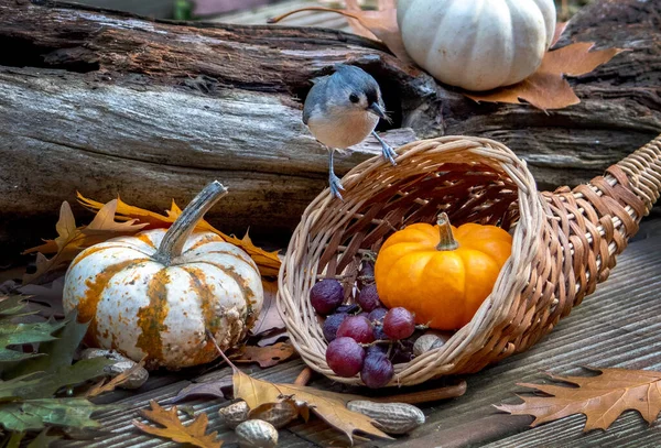Tufted Titmouse Objevuje Roh Hojnosti Sladkých Ptačí Pochoutky Tomto Podzimu — Stock fotografie