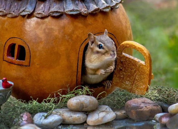Chipmunk Stands Doorway Her Little Gourd Home Waiting Some Company — Stock Photo, Image