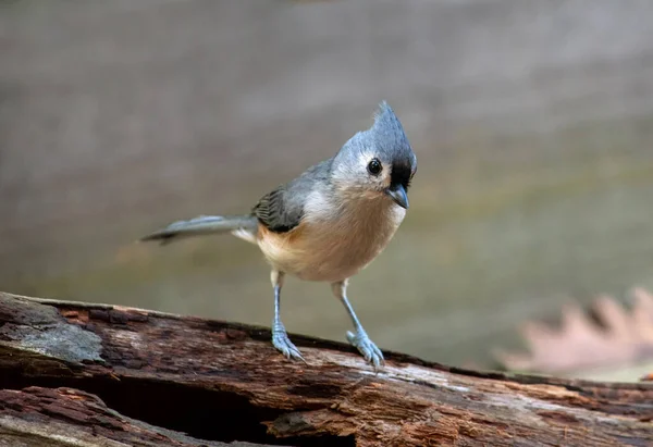 Young titmouse bird standing on a log