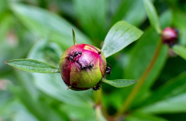 Formigas Rastejando Botão Peônia Início Primavera — Fotografia de Stock