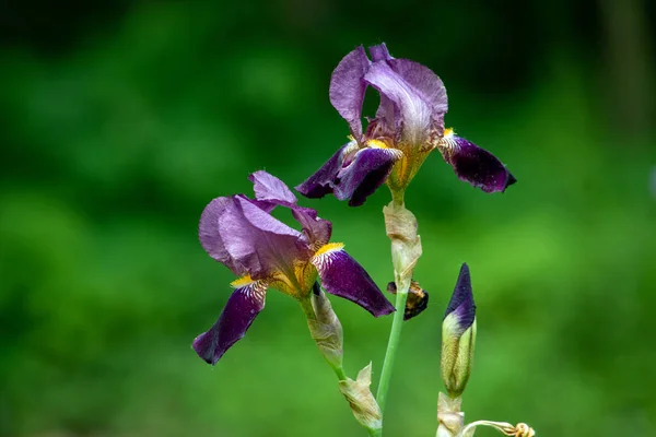 Delicate Purple Iris Bloom Michigan Garden Usa — Stock Photo, Image