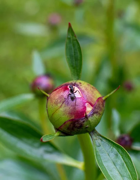 Formigas Rastejando Botão Peônia Jardim Primavera — Fotografia de Stock