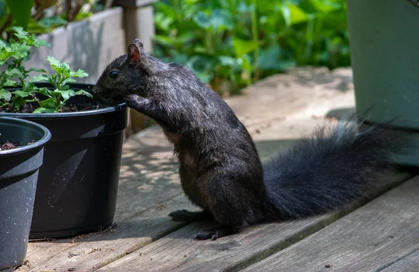 Curious black squirrel checks out the potted plants on the deck, looking for seeds or something good to eat