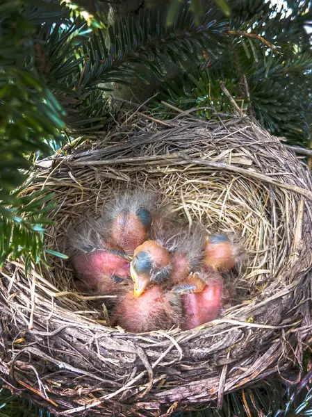 Nest Van Gloednieuwe Baby Roodborstjes Die Net Zijn Uitgebroed Stockfoto