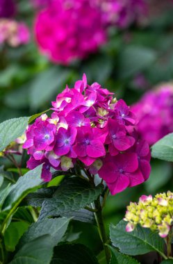 Michigan 'daki bu güzel bahçede narin mor ve pembe ortanca çiçek açıyor.