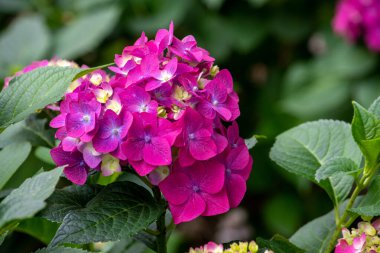 Kuzey Amerika 'daki bir yaz bahçesinde güzel pembe ve mor bir ortanca çiçek açar.