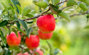 Michigan 'da bir meyve bahçesinde yetişen lezzetli kırmızı elmalar.