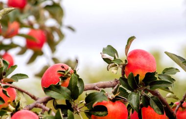 Güzel kırmızı elmalar metin için kopyalama alanı olan bir ağaçta büyürler.