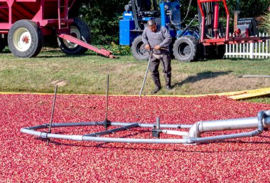 4 Ekim 2024 Güney Haven Michigan USA; bir işçi Michigan 'da sular altında kalmış bir yaban mersini bataklığında kızılcık topluyor.