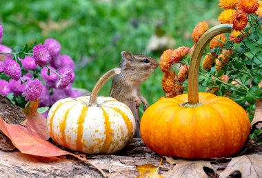 Şirin, tüylü bir sincap iki küçük balkabağı arasında poz verir, belki de uyum sağlamaya çalışır.