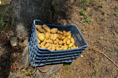 Yunanistan 'ın Lefka kentindeki patates çiftliğinde 12 Ağustos 2022' de patatesler kurumaya bırakıldı.