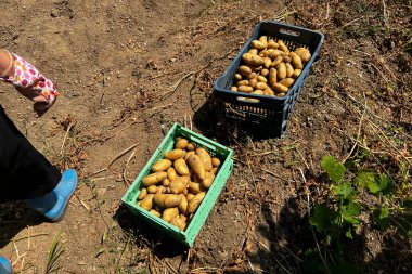 Yunanistan 'ın Lefka kentindeki patates çiftliğinde 12 Ağustos 2022' de patatesler kurumaya bırakıldı.