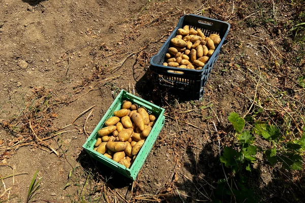 Potatoes Leave Drying Potato Farm Lefka Greece August 2022 — Stock Photo, Image