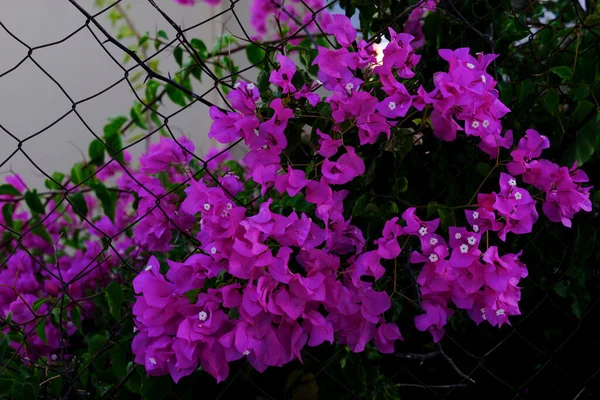 Flores Begônia Florescendo Fora Uma Casa Symi Grécia Julho 2022 — Fotografia de Stock