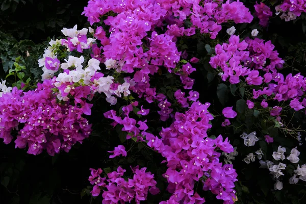 Цветущие Цветы Бегонии Возле Дома Сими Греция Июля 2022 Года — стоковое фото