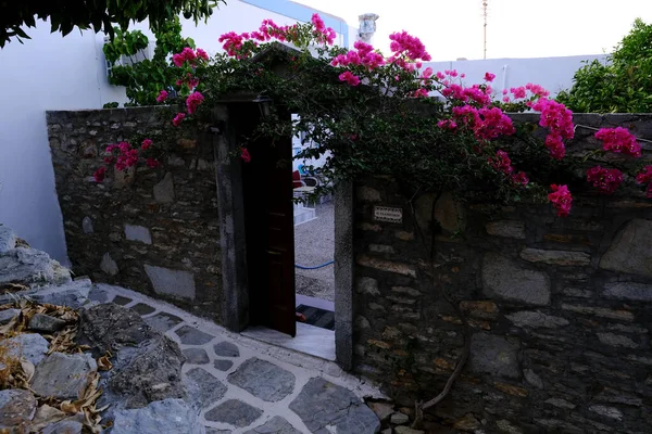 Bunga Begonia Mekar Luar Rumah Symi Yunani Pada Tanggal Juli — Stok Foto