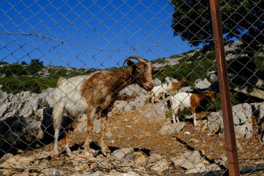 31 Temmuz 2022 'de Yunanistan' ın Suriye doğasında otlayan bir keçi görülüyor..
