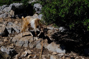 31 Temmuz 2022 'de Yunanistan' ın Suriye doğasında otlayan bir keçi görülüyor..