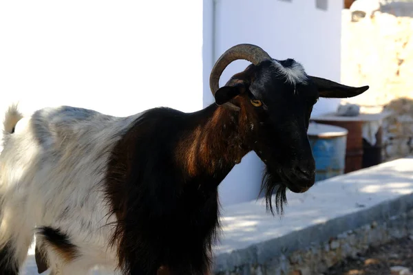 Una Cabra Pastando Paisaje Griego Symi Dodecanese Grecia Julio 2022 — Foto de Stock