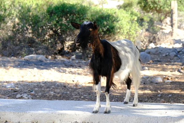 Una Cabra Pastando Paisaje Griego Symi Dodecanese Grecia Julio 2022 — Foto de Stock