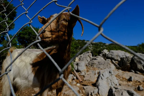 แพะป าในภ กใน Symi Dodecanese กเม กรกฎาคม 2022 — ภาพถ่ายสต็อก