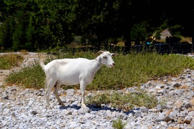 1 Ağustos 2022 'de Yunanistan' ın Symi plajında evcil bir keçi görüldü..
