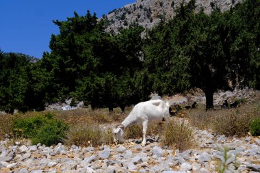 1 Ağustos 2022 'de Yunanistan' ın Symi plajında evcil bir keçi görüldü..